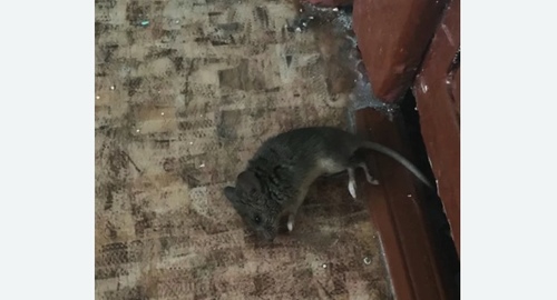 Дезинфекция от мышей в Спасск-Рязанском