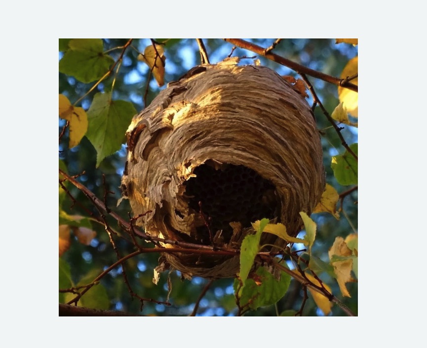 Обработка от шершней в Спасск-Рязанском