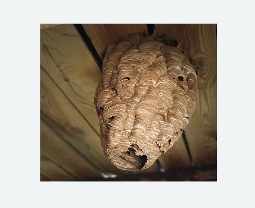 обработка от шершней в Спасск-Рязанском