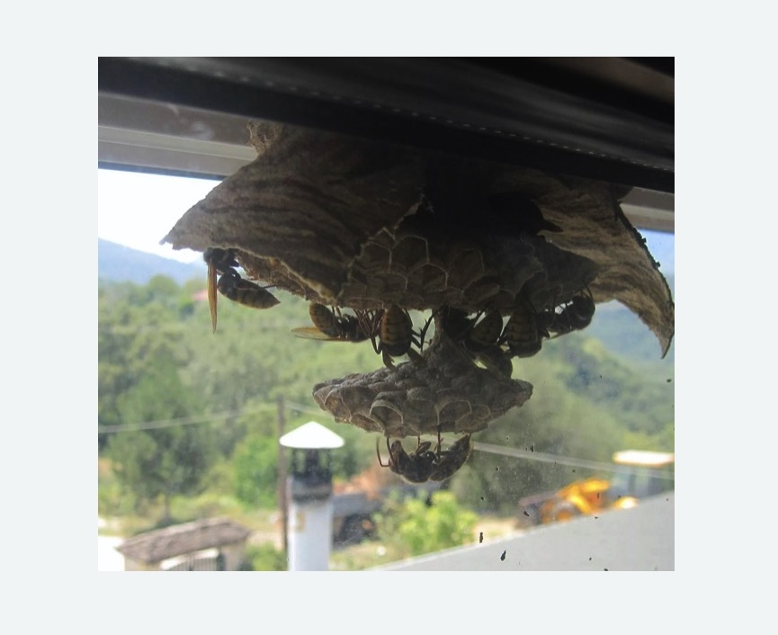 Уничтожение гнёзд шершней в Спасск-Рязанском