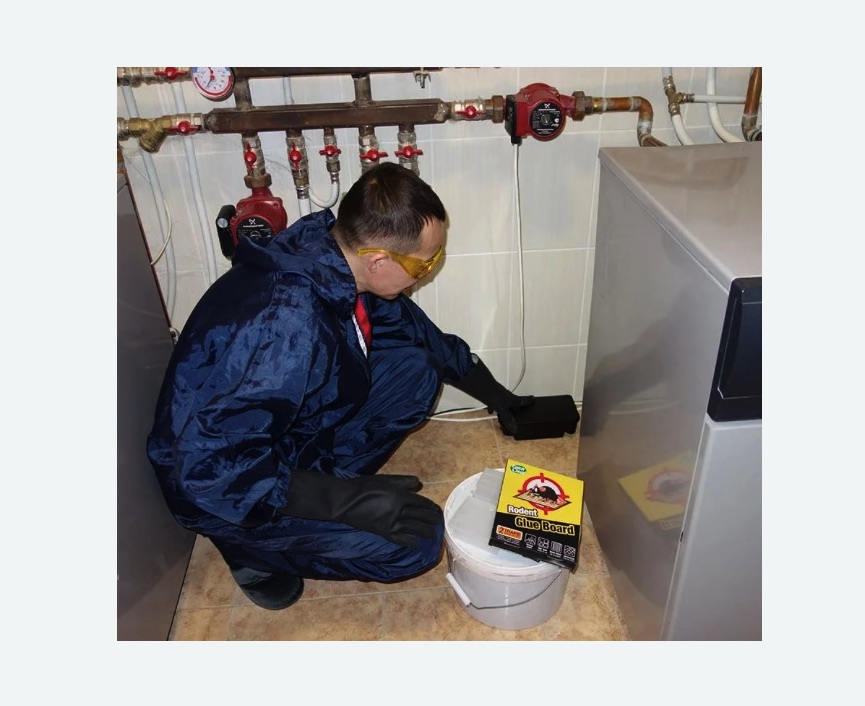 Уничтожение крыс в Спасск-Рязанском