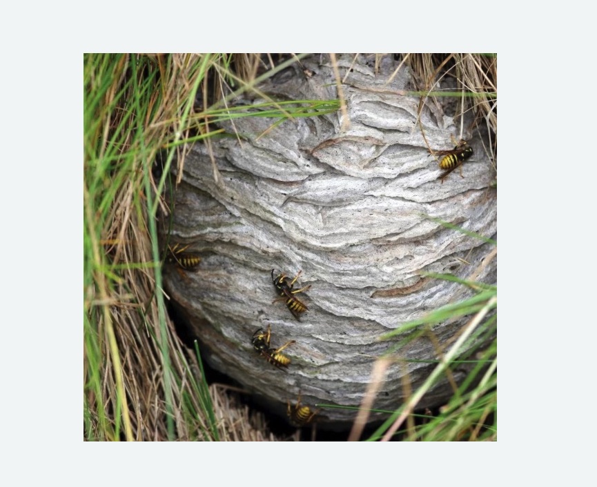 Уничтожение ос и ульев в Спасск-Рязанском